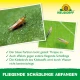 Neudorff Blue Sticky Traps 8 x 13 cm, 10 pcs., for thrips
