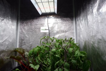 hortiONE 420 V3 LED 150W Full Spectrum