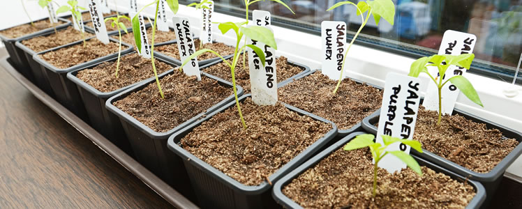 Chili-Seeds