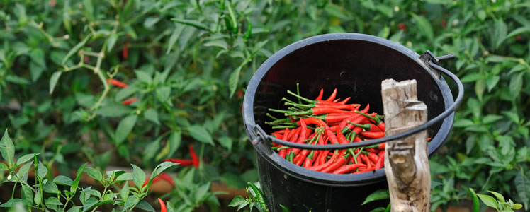 Additional care until harvest