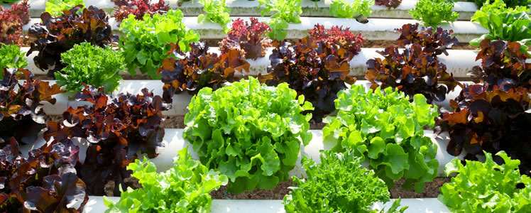 Hydroponics