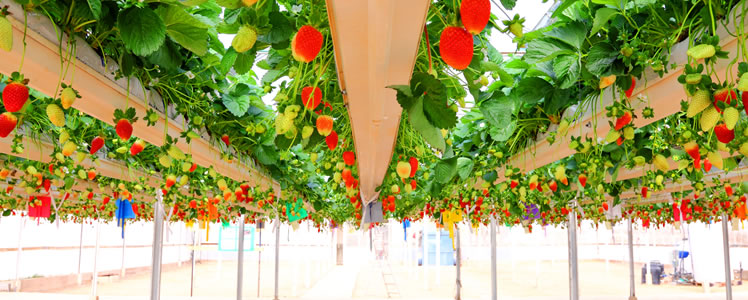 Advantages of Hydroponics 